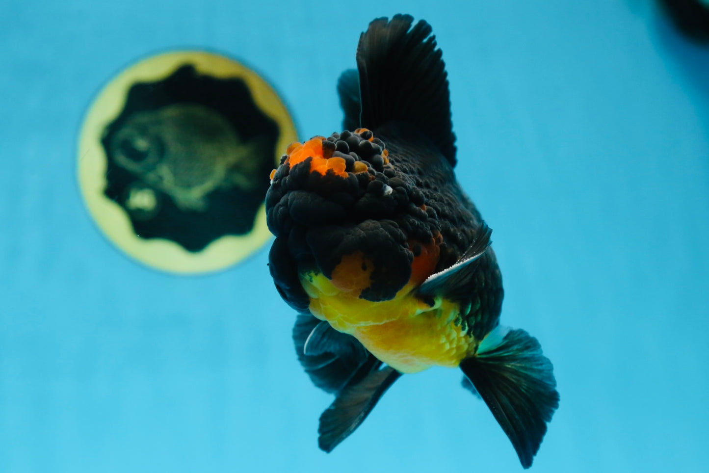 A Grade Apache Oranda Male 5 inches #081525OR_22