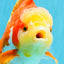 GIANT AAA Grade Red White Oranda Male 7 inches #041026OR_01