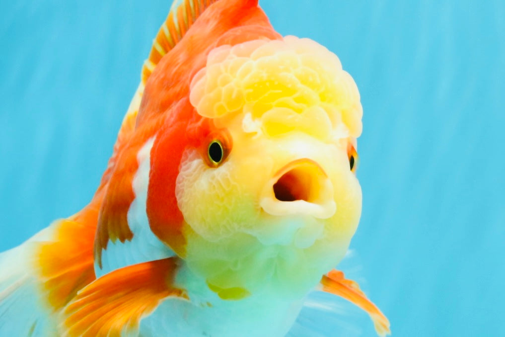 GIANT AAA Grade Red White Oranda Male 7 inches #041026OR_01