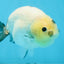 A Grade Chinese Cow Ranchu Male 4.5-5 inches #110725RC_13