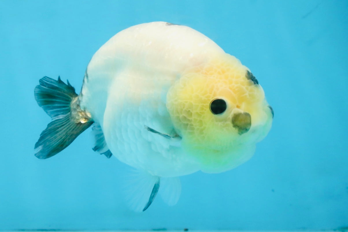 A Grade Chinese Cow Ranchu Male 4.5-5 inches #110725RC_13