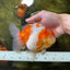 A Grade SPECIAL Sakura Oranda Female 5.5-6 inches #051625OR_14