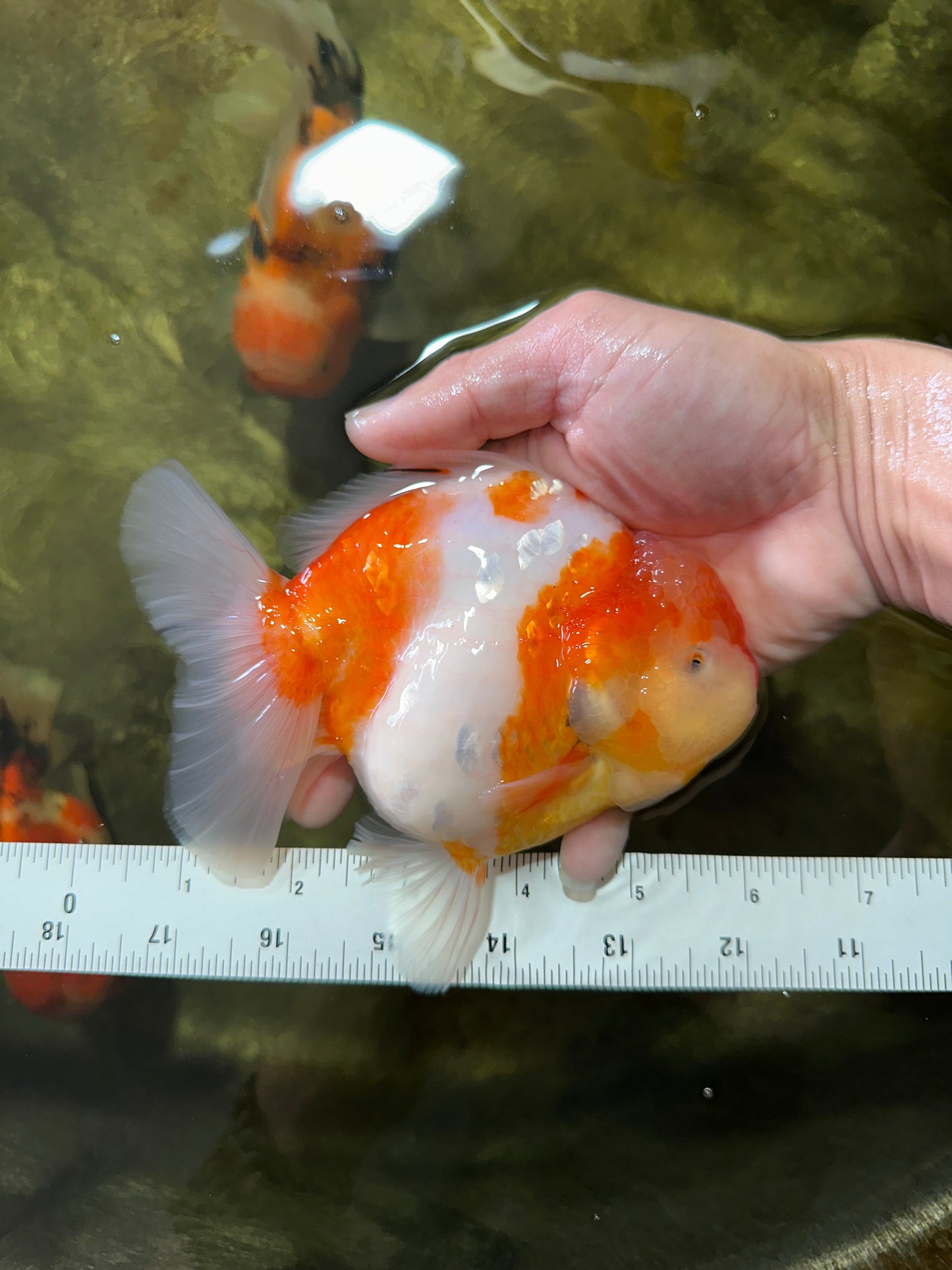 A Grade SPECIAL Sakura Oranda Female 5.5-6 inches #051625OR_14