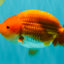 A Grade Red White LionKing 4.5-5 inches #072426LC_33