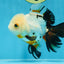 Tricolor Oranda Female 5.5 inches #072525OR_19