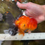 AAA Grade Godzilla Apache Oranda Male 5.5 inches #052325OR_01