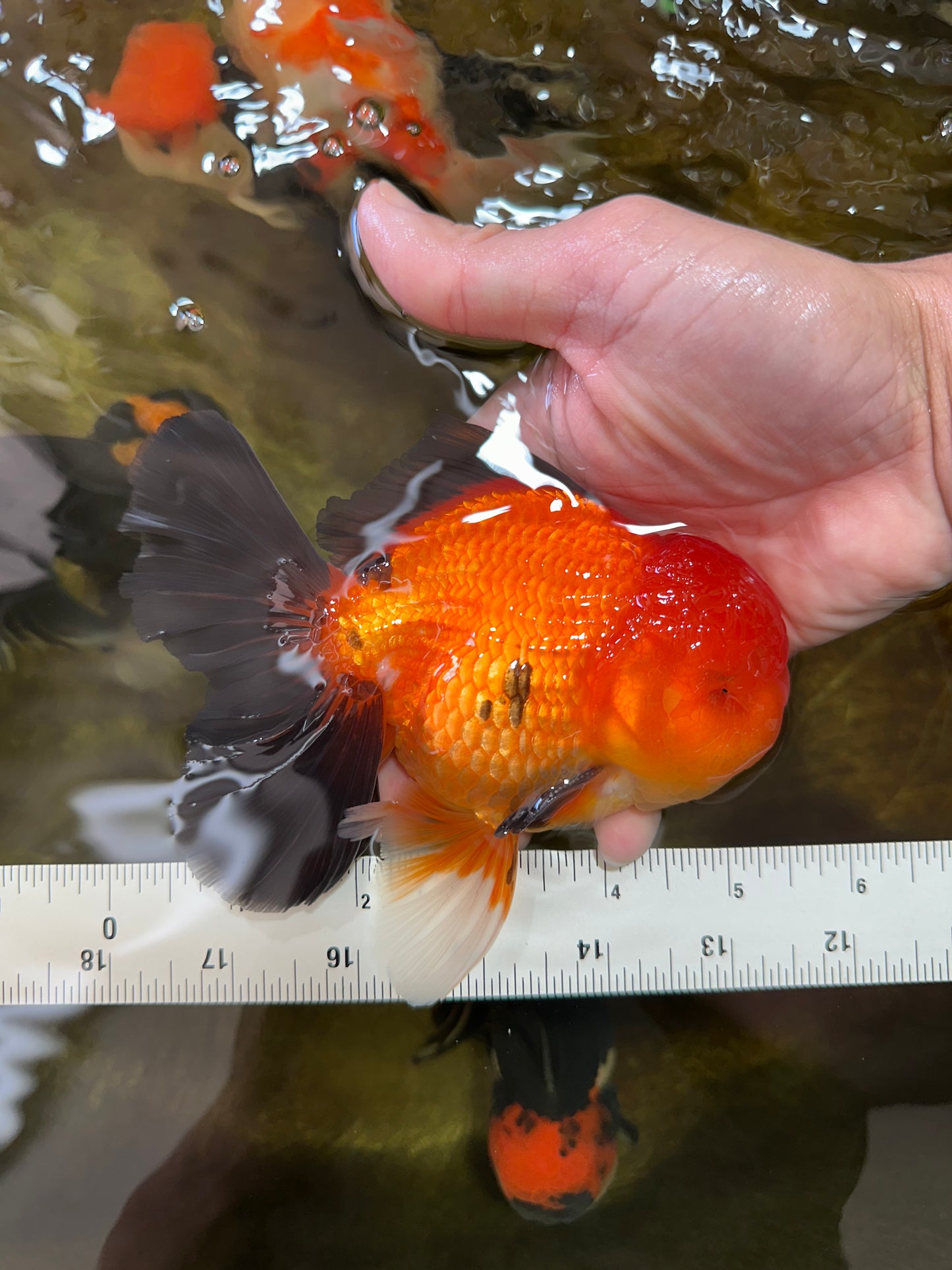AAA Grade Godzilla Apache Oranda Male 5.5 inches #052325OR_01
