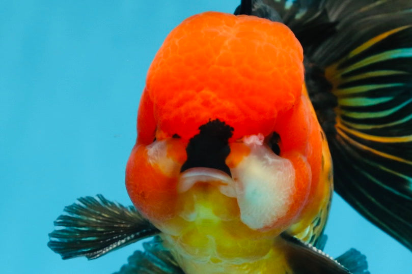 A Grade SUPER CUTE Apache Oranda Male 5.5 inches #072525OR_11