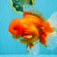 JUMBO A Grade Red White Oranda Male 7 inches #041026OR_03