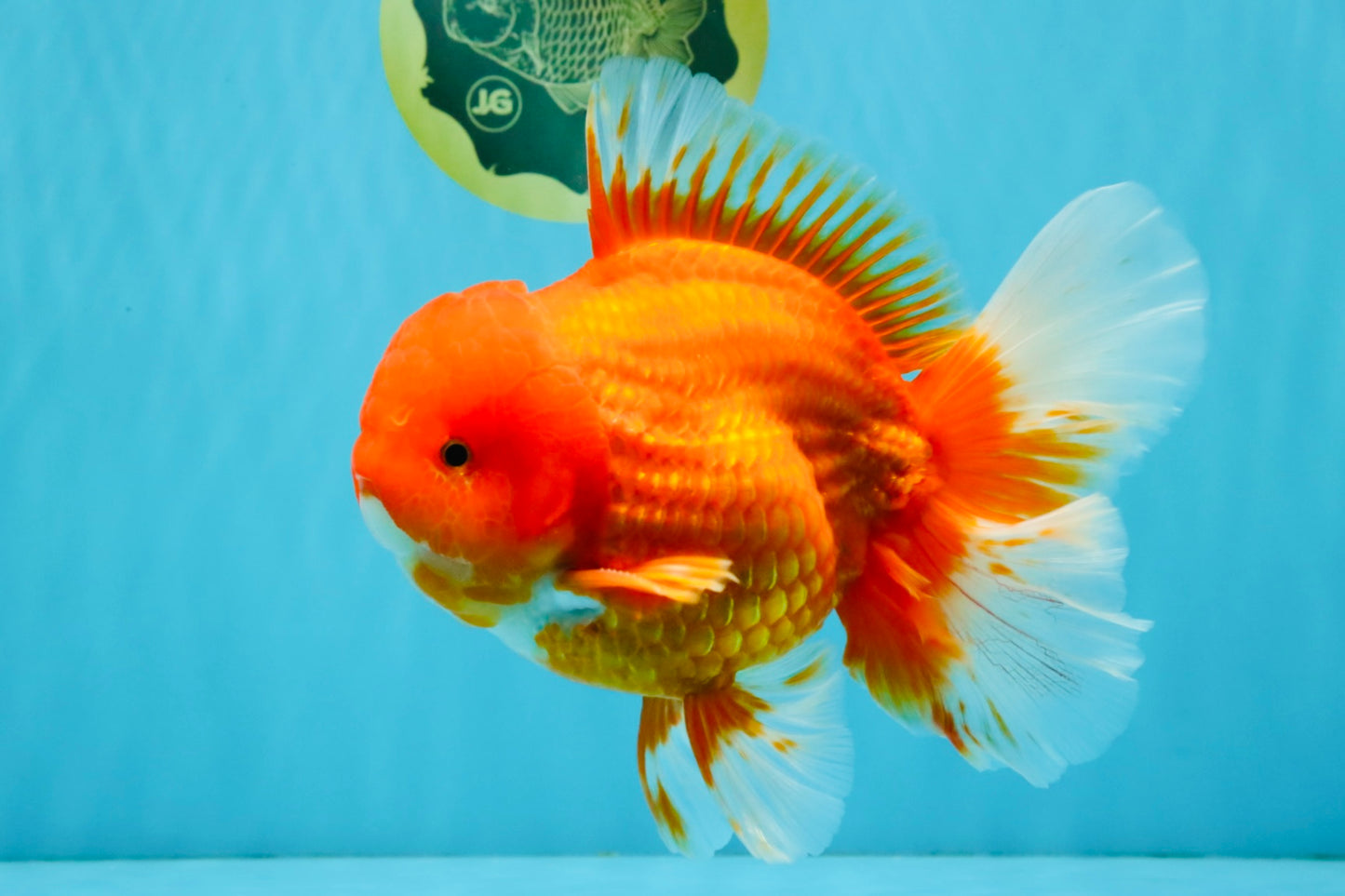 JUMBO A Grade Red White Oranda Male 7 inches #041026OR_03