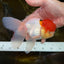 MARIO Red Cap Oranda Male 5-5.5 inches #072525OR_15