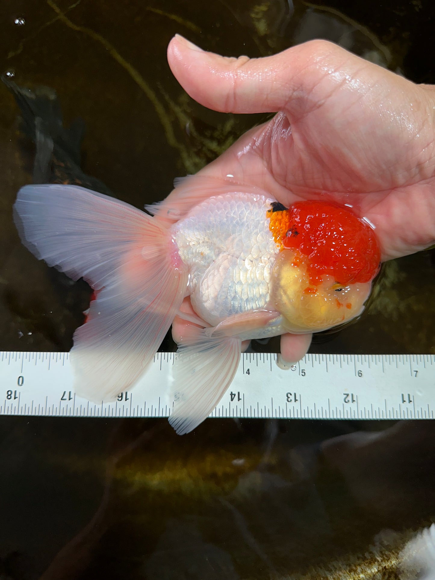MARIO Red Cap Oranda Male 5-5.5 inches #072525OR_15