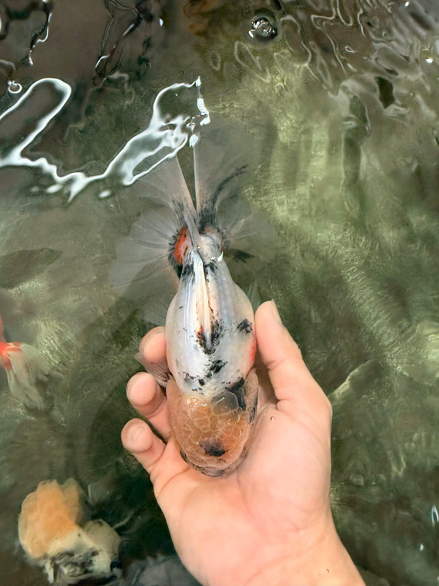 Sakura Oranda Male 6.5 inches #073126OR_22