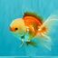 FLUFFY TAIL A Grade Jade Head Red White Oranda Male 5.5-6 inches #090426OR_13