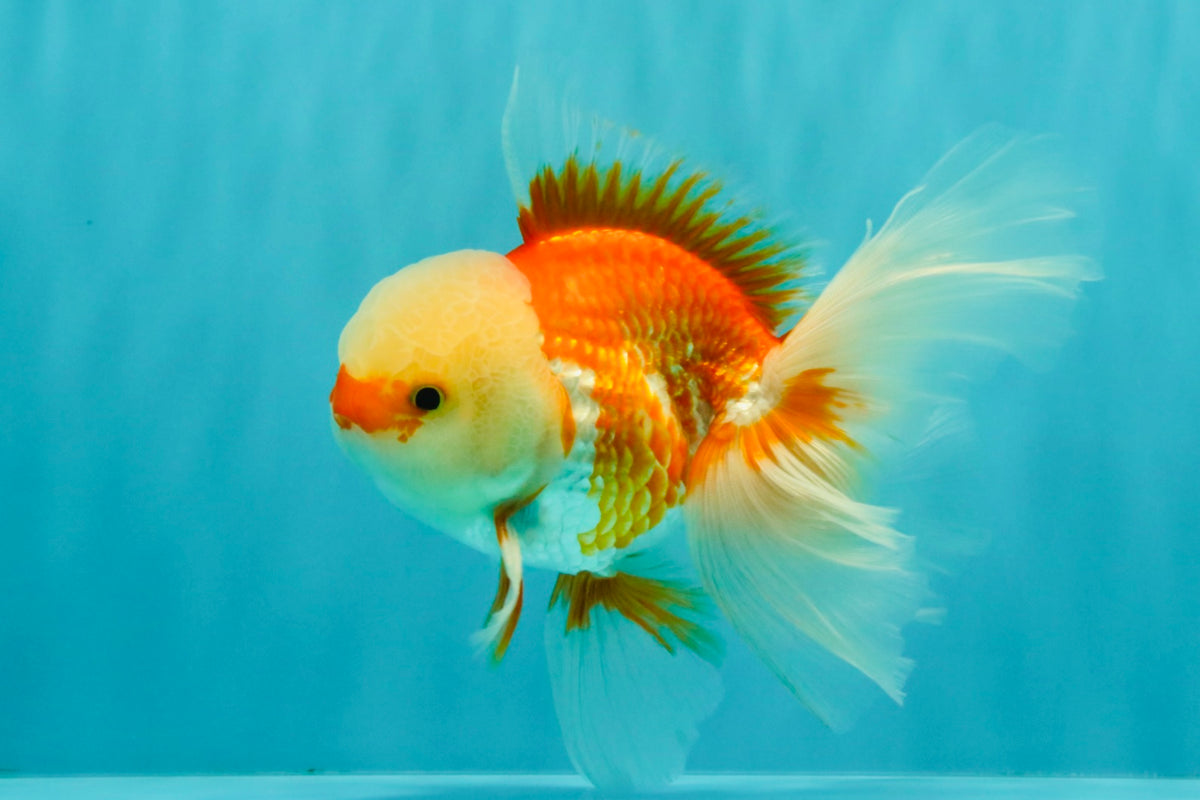 FLUFFY TAIL A Grade Jade Head Red White Oranda Male 5.5-6 inches #090426OR_13
