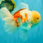 FLUFFY AAA Grade Jumbo Boradtail Red White Oranda Male 8.5 inches #072426OR_02