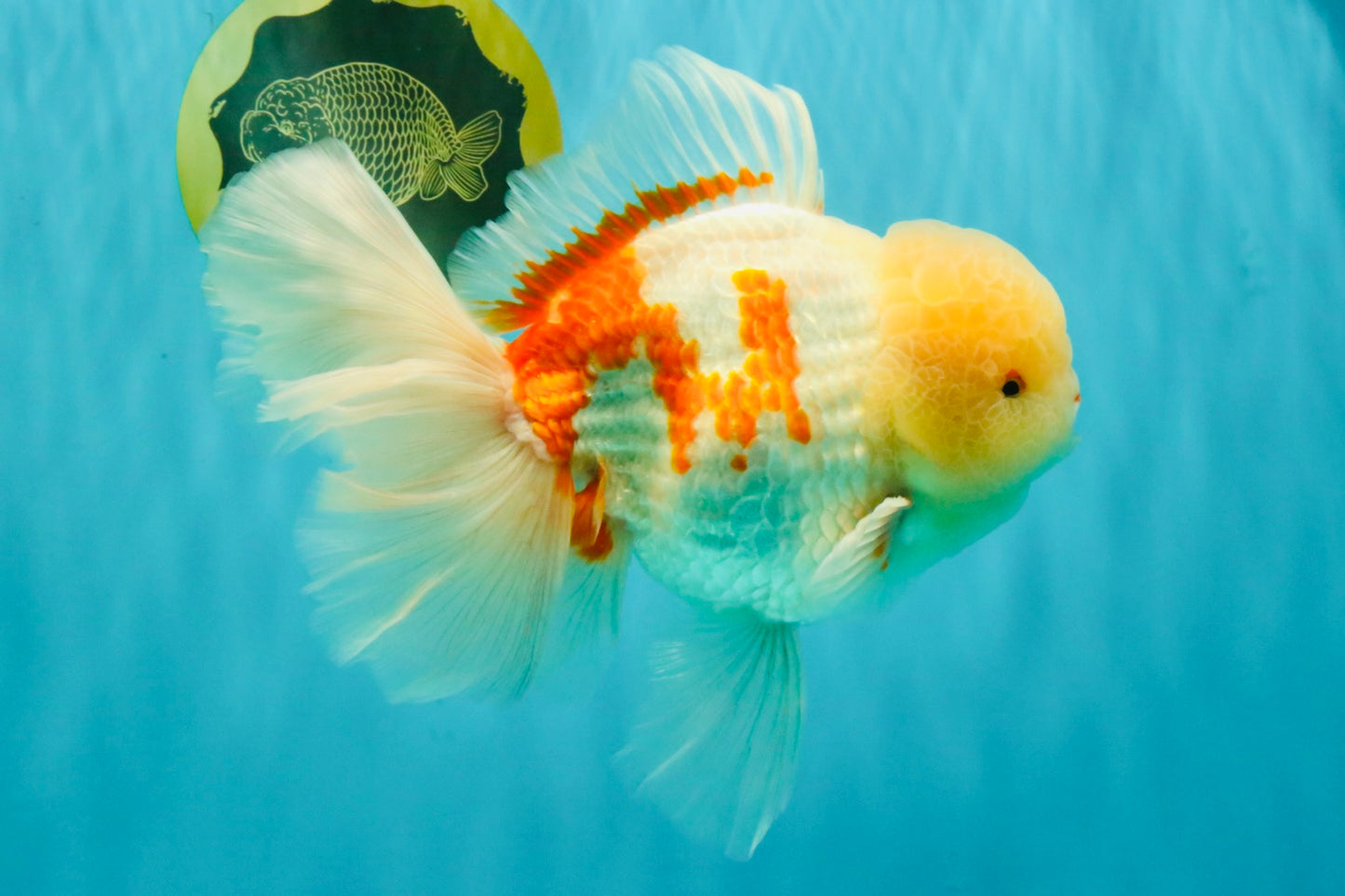 FLUFFY AAA Grade Jumbo Boradtail Red White Oranda Male 8.5 inches #072426OR_02