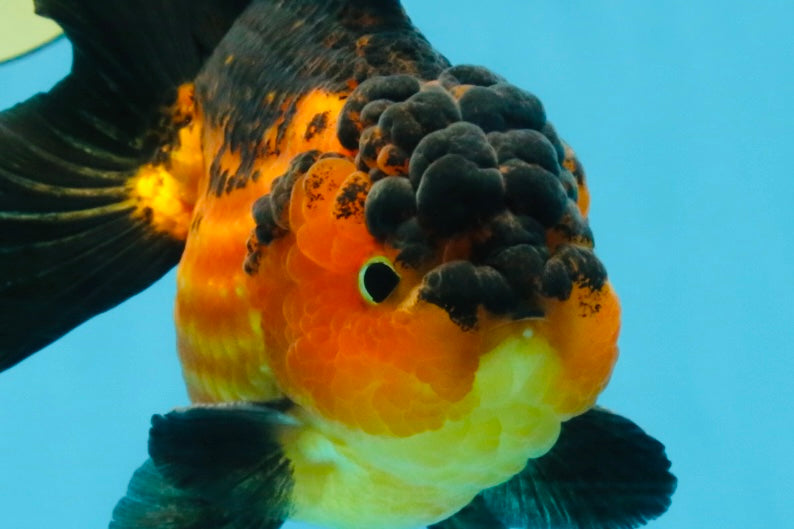 Apache Yuanbao Male 5 inches #110725YB_07