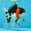 A Grade Tricolor Oranda Male 5.5 inches #051625OR_30