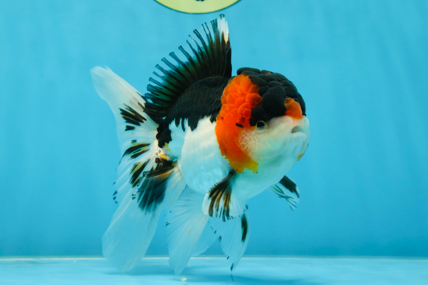 A Grade Tricolor Oranda Male 5.5 inches #051625OR_30