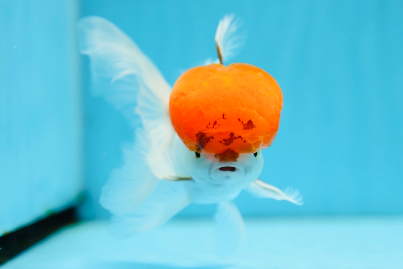 AAA Grade Tomato Head Oranda Male 5 inches #0908OR_04