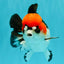 SUPER CUTE A Grade Tricolor Yuanbao Male 5.5 inches #051526YB_09