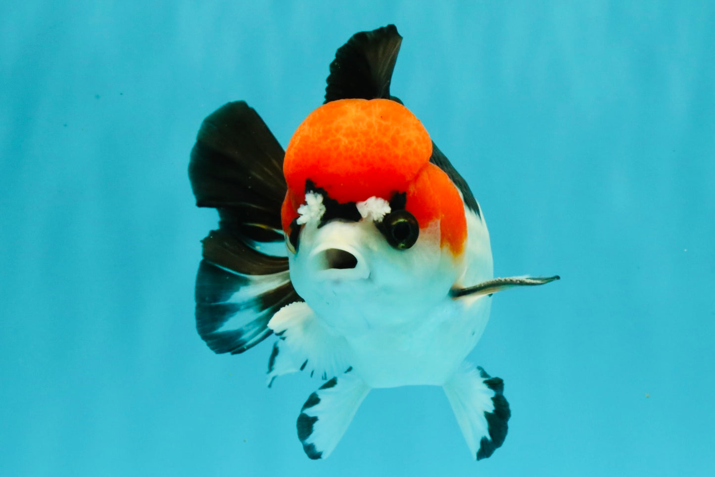 SUPER CUTE A Grade Tricolor Yuanbao Male 5.5 inches #051526YB_09