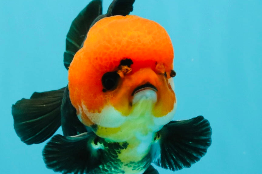 A Grade Red Head Button Eyes Tricolor Yuanbao Male 4-4.5 inches #031326YB_16