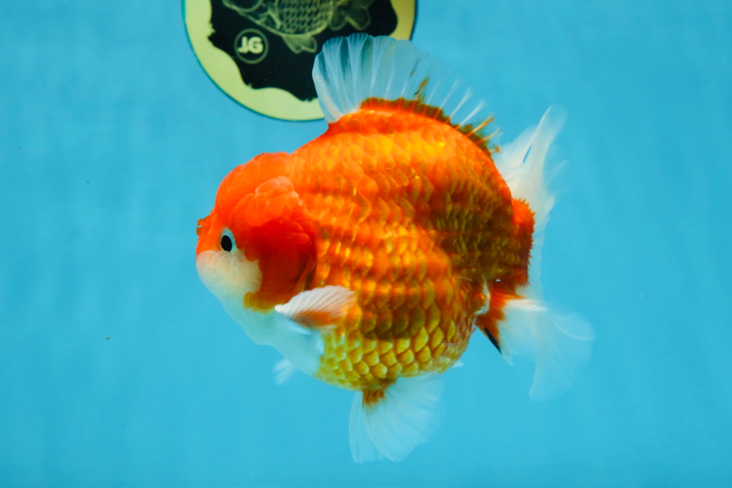 A Grade Red Sakura Yuanbao Male 4.5 inches #103125YB_30