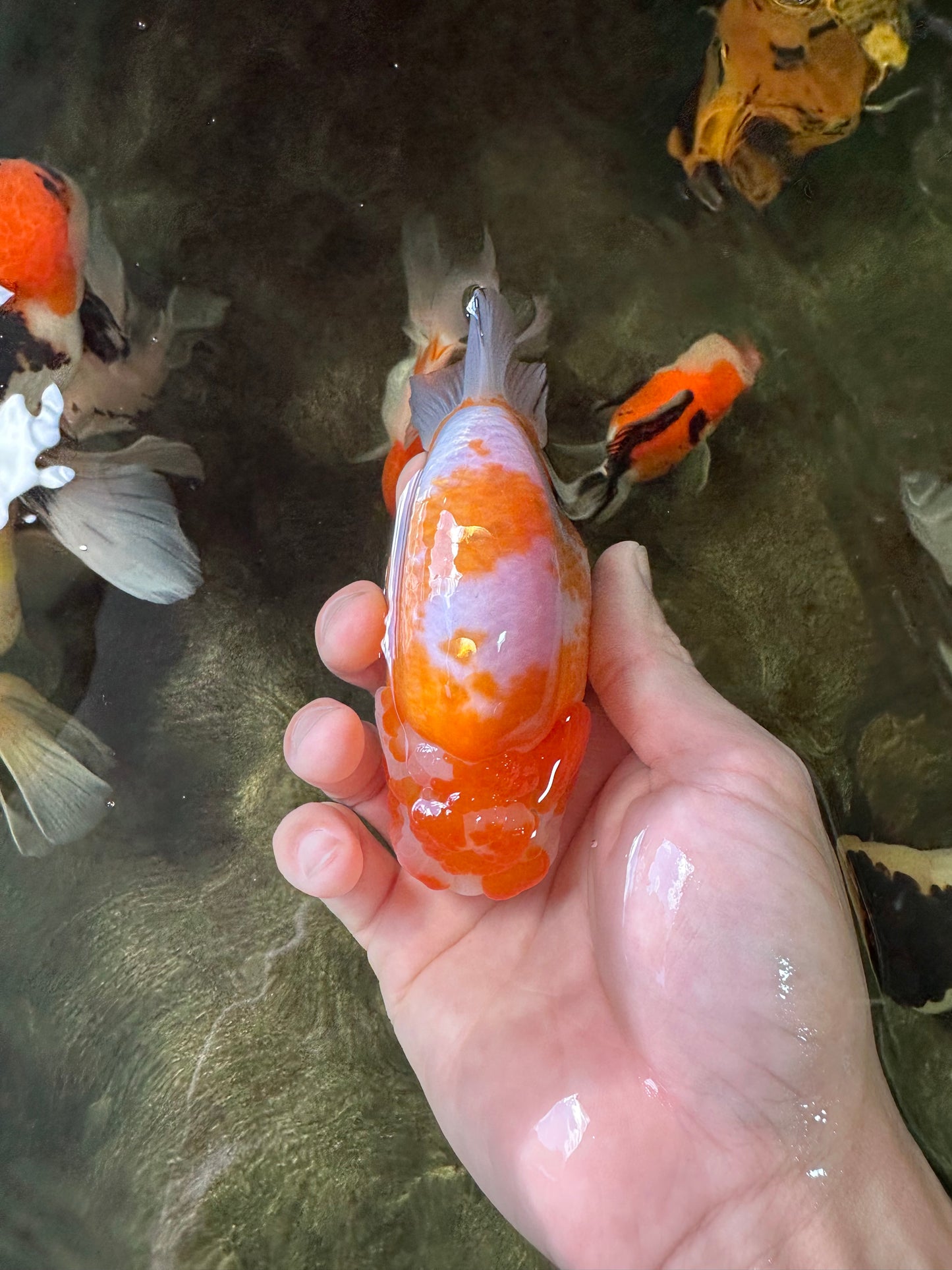 A Grade Sakura LionKing 4.5 inches #052325LC_13