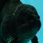 A Grade Black Oranda Male 5-5.5 inches #101626OR_02