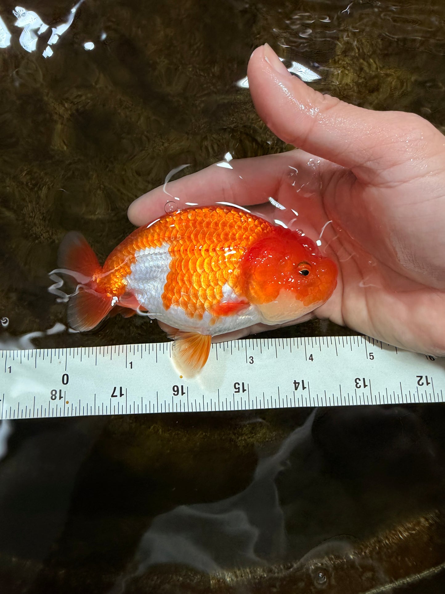 A Grade Red White LionQueen 4 inches #112825LC_07