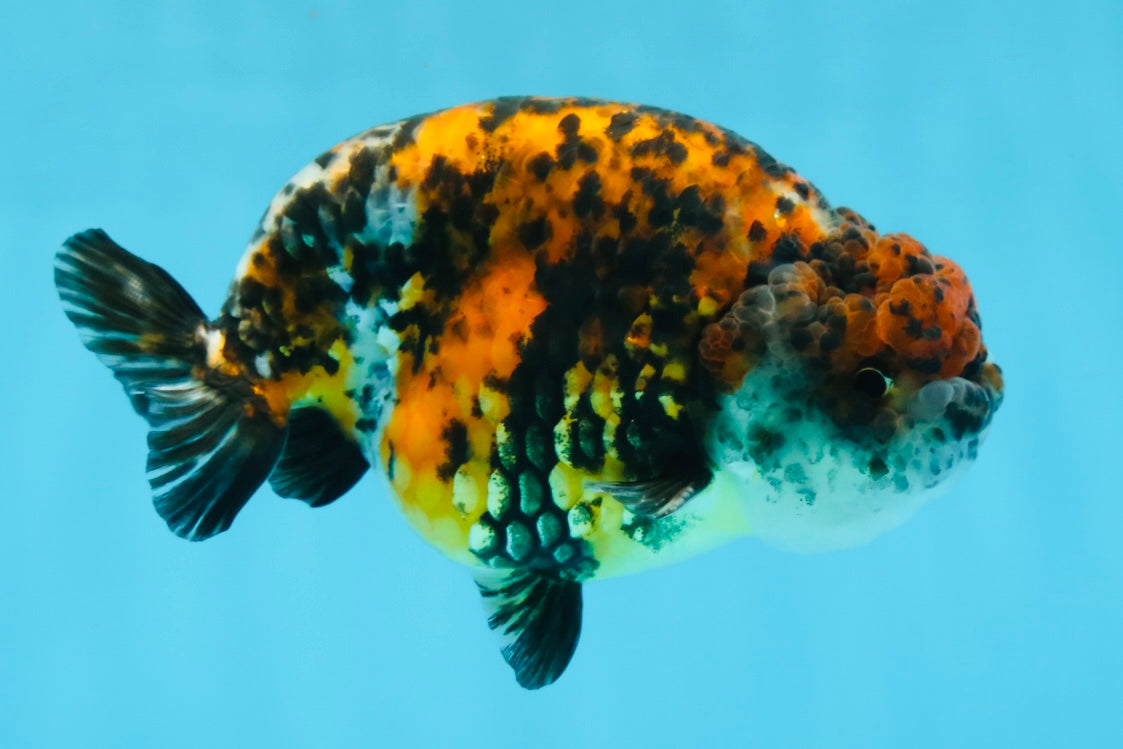 A Grade Speckle Beastie Calico Tiger LionKing 4.5-5 inches #062025LC_02