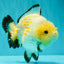 AAA Grade White Button Eyes Yuanbao Female 5.5 inches #062626YB_13
