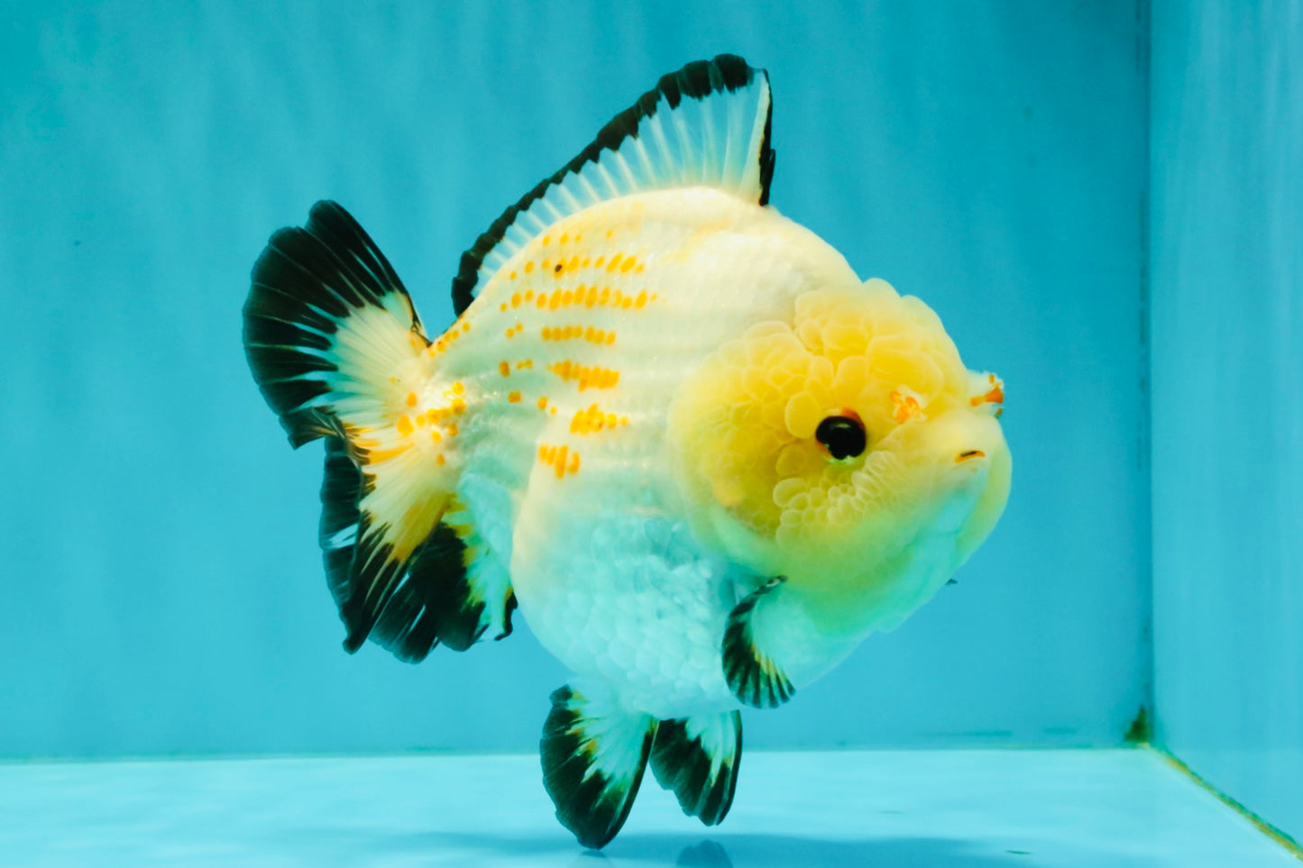 AAA Grade White Button Eyes Yuanbao Female 5.5 inches #062626YB_13
