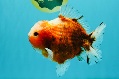 UNIQUE A Grade Sakura Oranda Male 5.5-6  inches #042426OR_14