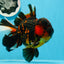 AAA Grade Tiger Oranda Male 6-6.5 inches #0927OR_01