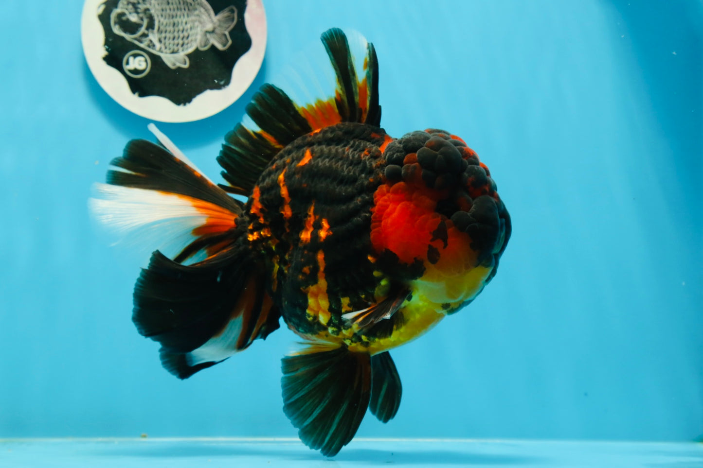 AAA Grade Tiger Oranda Male 6-6.5 inches #0927OR_01