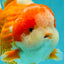 BIG WEN AAA Grade Beautiful Red White Yuanbao Male 6-6.5 inches #071026YB_07