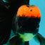 A Grade Tricolor Red Head Oranda Male 5-5.5 inches #041726OR_10
