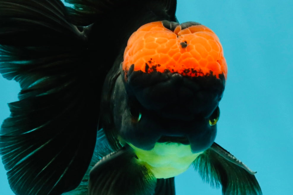 A Grade Tricolor Red Head Oranda Male 5-5.5 inches #041726OR_10