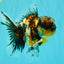 AAA Grade Calico Oranda Male 5 inches #070626OR_06