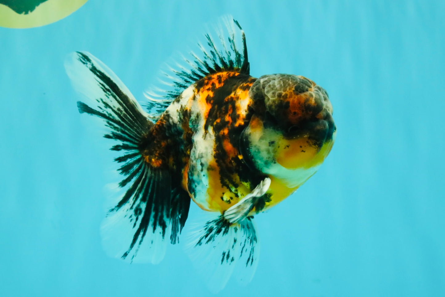 AAA Grade Calico Oranda Male 5 inches #070626OR_06