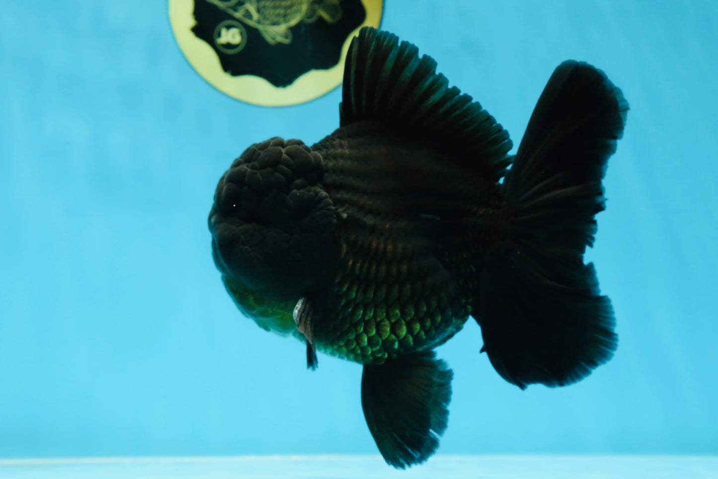 AAA Grade VERY SPECIAL Godzilla Black Oranda Male 5-5.5 inches #051625OR_18