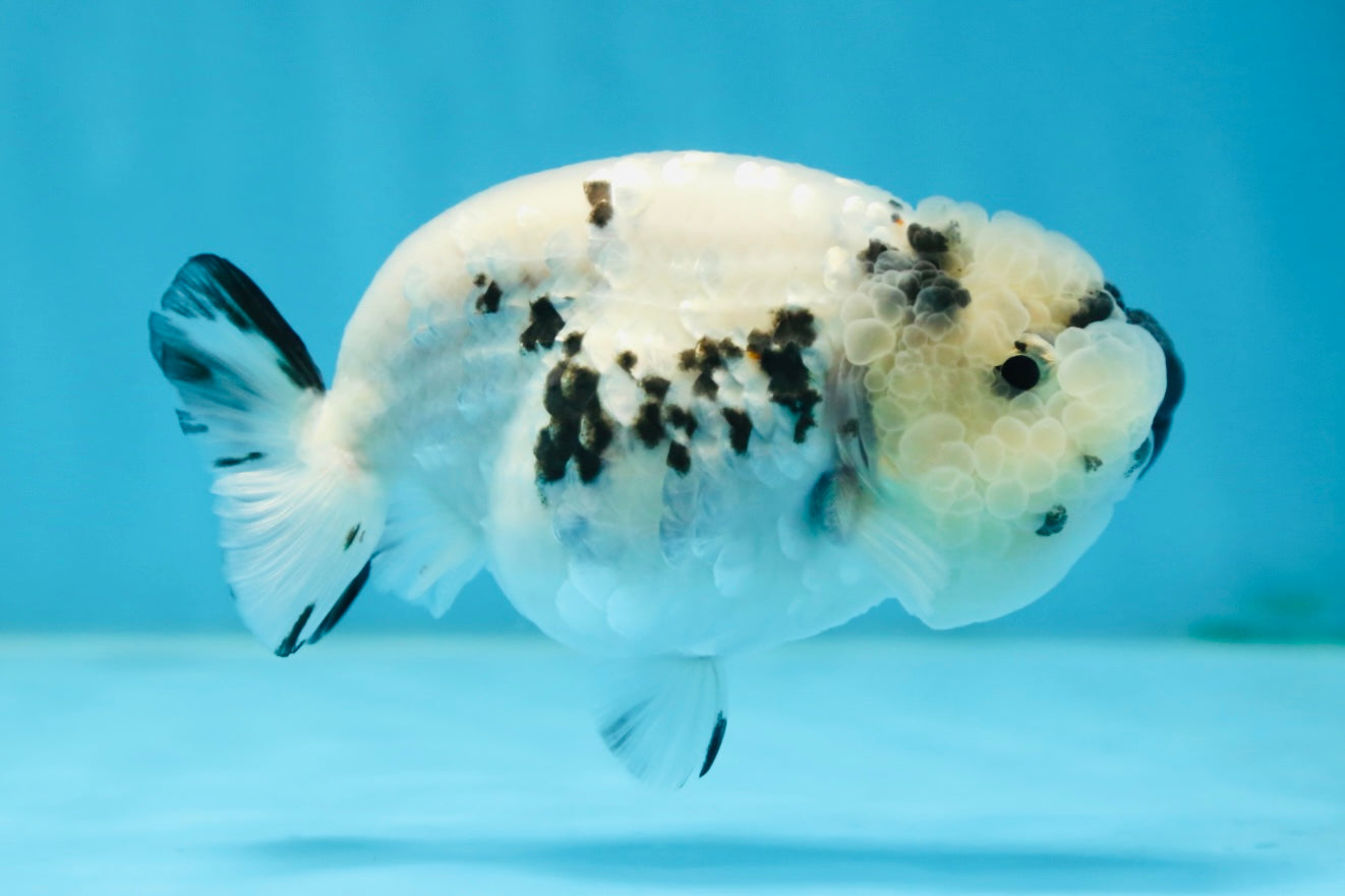 SPECIAL YIN-YANG AAA Grade Cow LionQueen 4 inches #081525LC_03