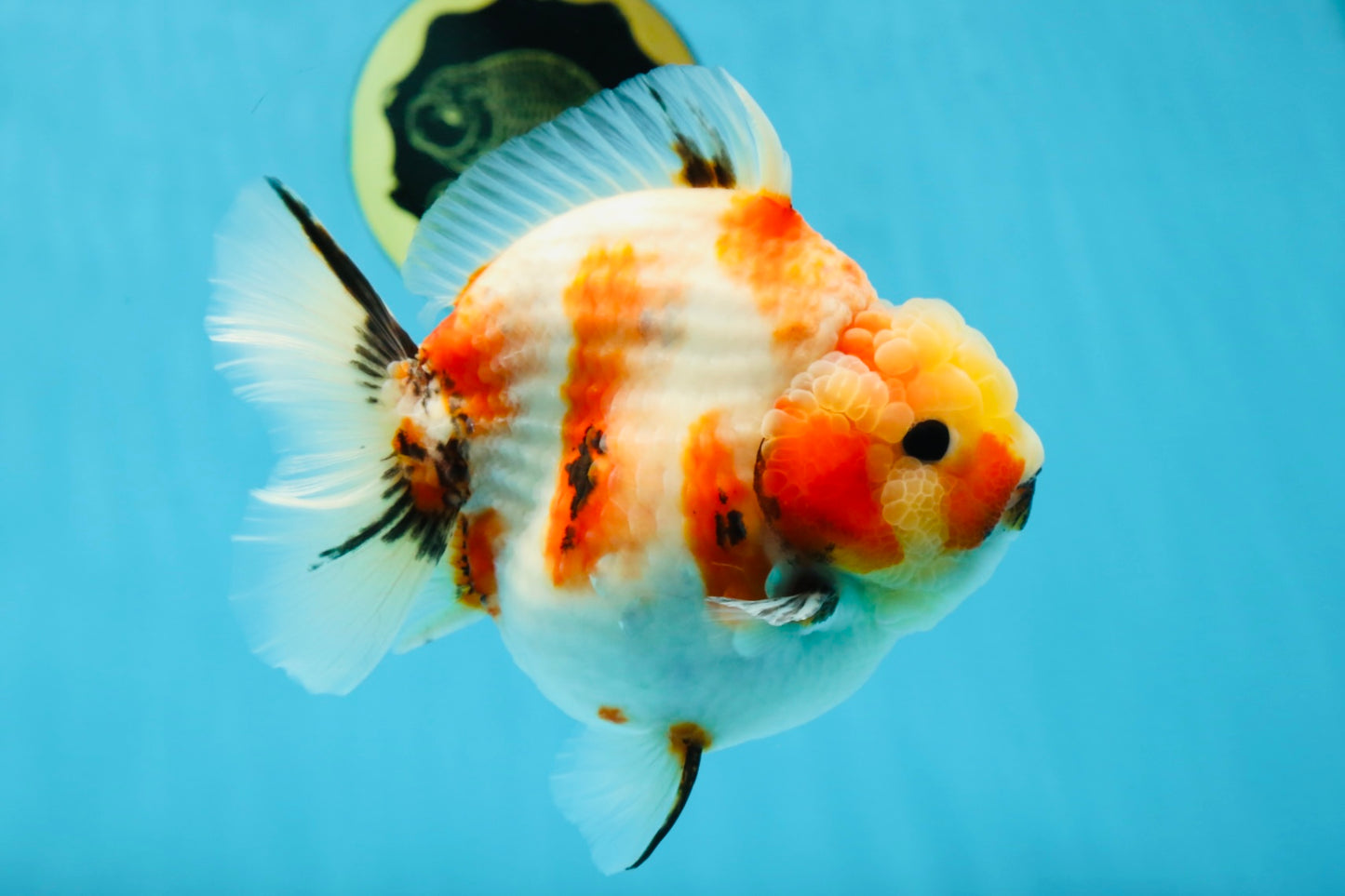 AAA Grade Big Body Godzilla Sakura Button Eyes Yuanbao Female 5-5.5 inches #051625YB_14