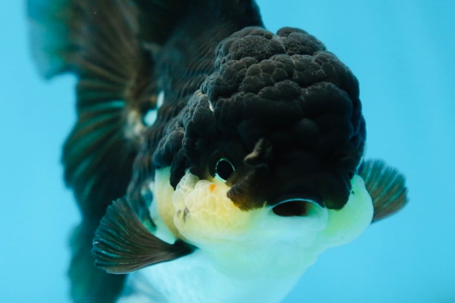 CHUBBY CHEEK Panda Oranda Female 5-5.5 inches #090525OR_20