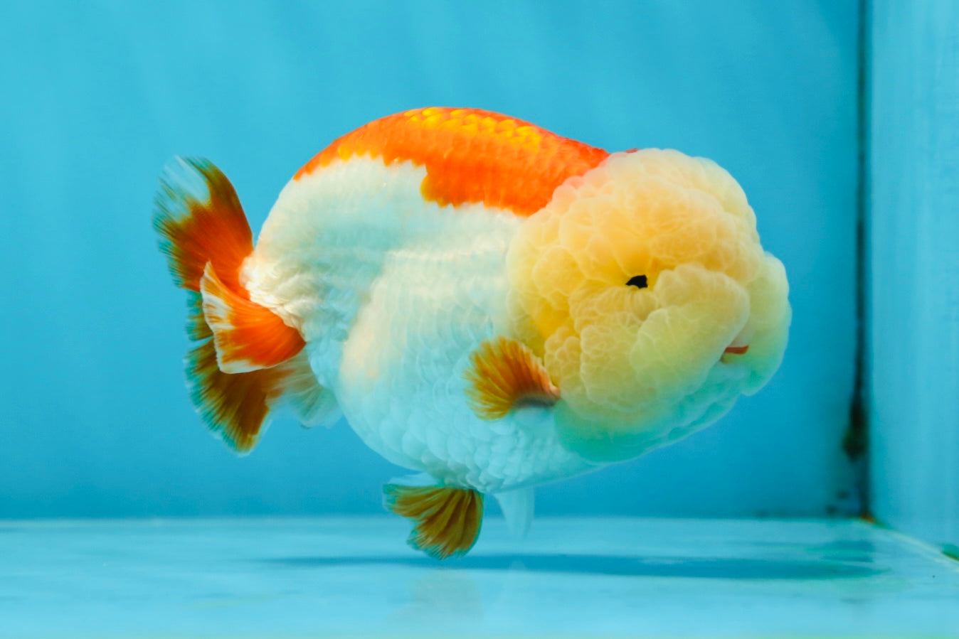 Marshmallow AAA Grade Red White LionKing 4 inches #042525LC_12