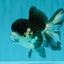 SPECIAL A Grade Panda Oranda Male 5-5.5 inches #030626OR_24