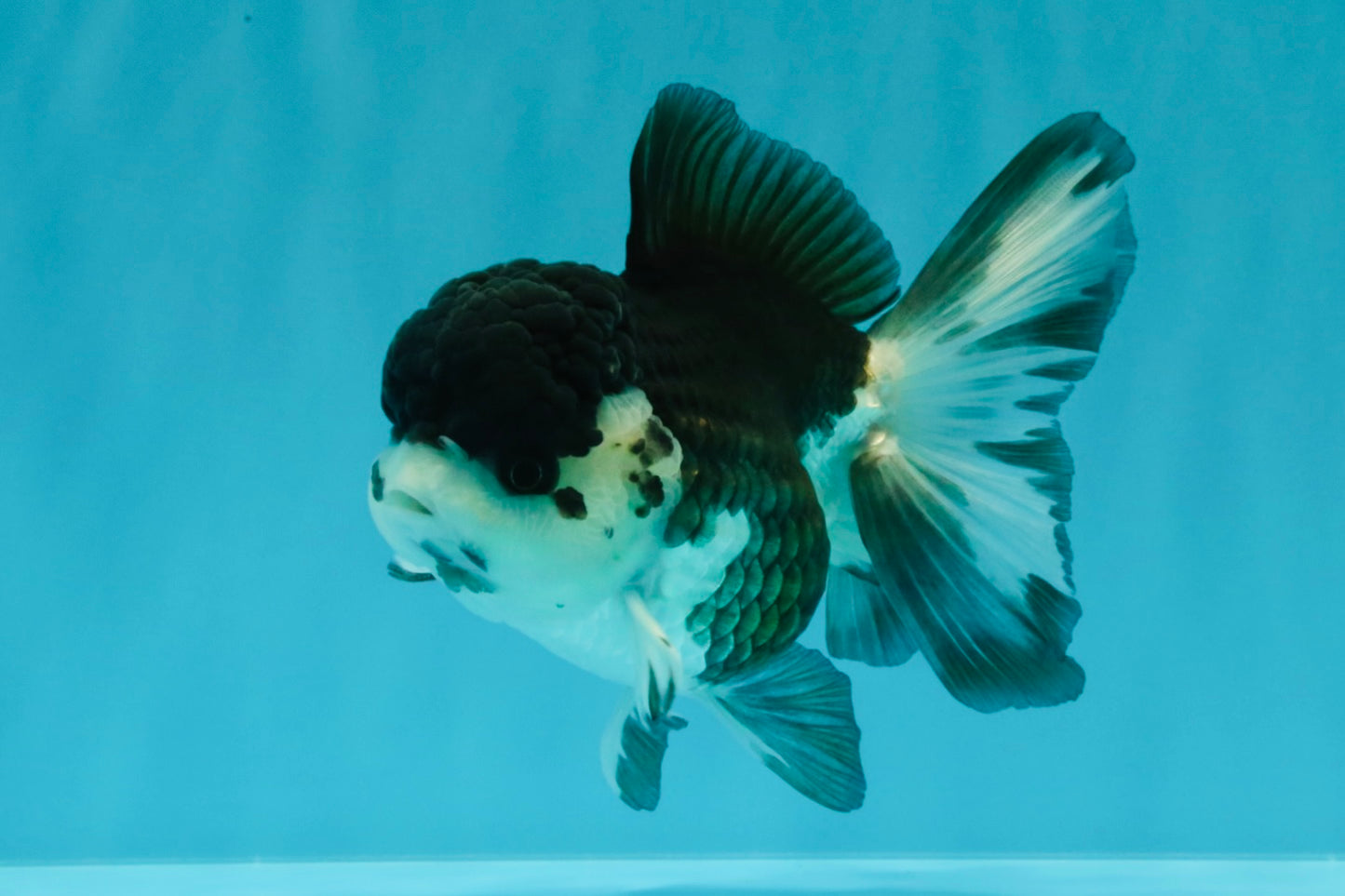 SPECIAL A Grade Panda Oranda Male 5-5.5 inches #030626OR_24